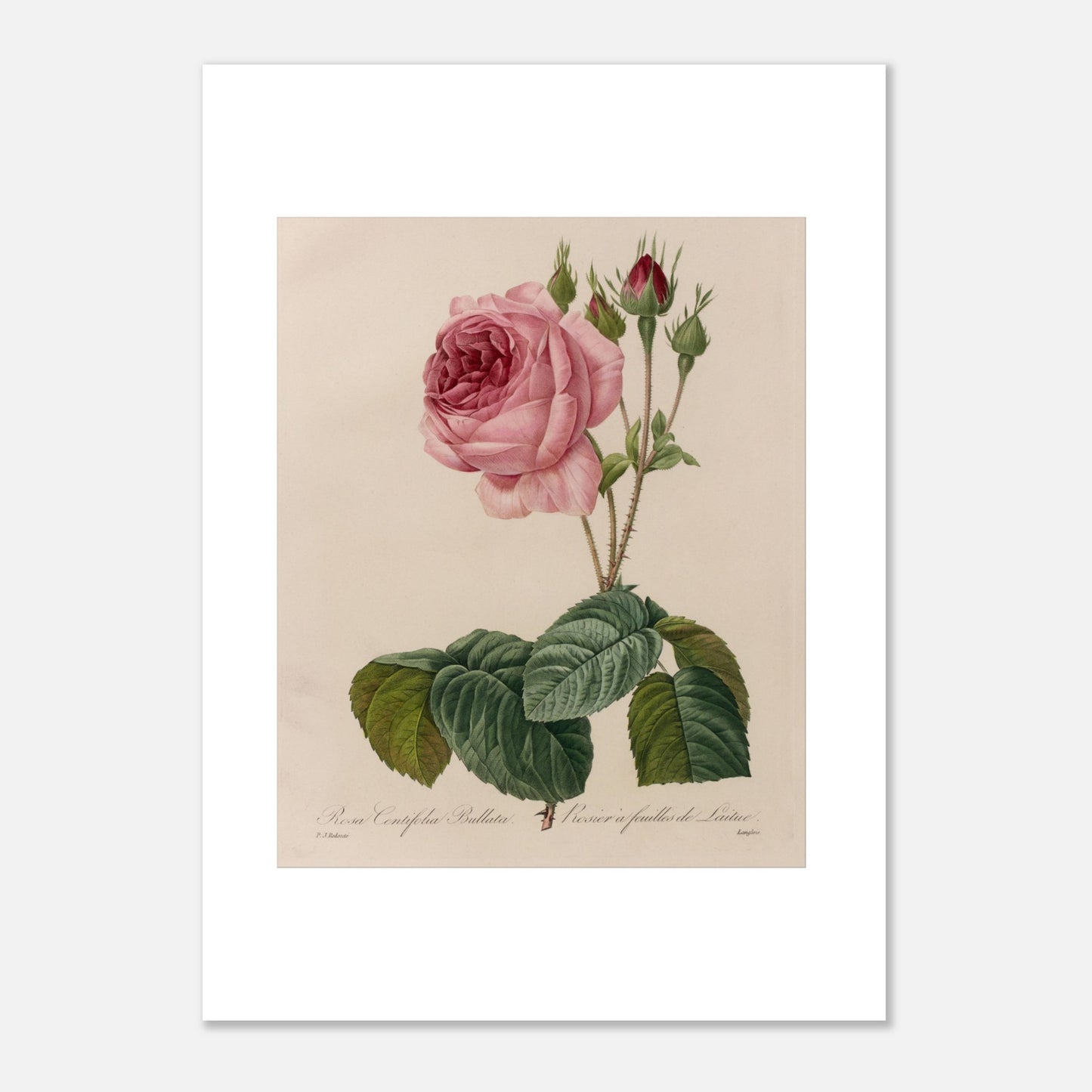 Planche botanique Rosa Centifolia Bullata de Pierre-Joseph Redouté (50x70 cm). Gravure botanique de Pierre-Joseph Redouté représentant une rose de couleur rose pâle, avec des boutons et des feuilles vertes.
