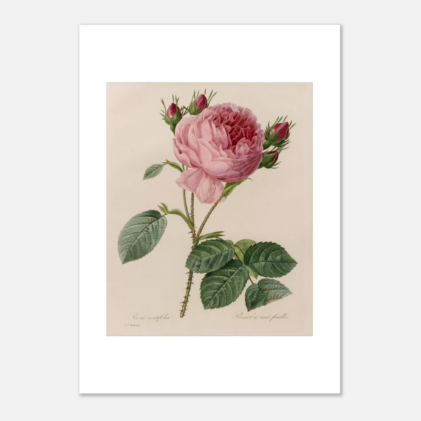 Planche botanique ancienne Rosa Centifolia par Pierre-Joseph Redouté (21x29,7 cm (A4)). Planche botanique ancienne de Pierre-Joseph Redouté, illustrant une rose de couleur rose pâle avec des boutons floraux rouges et des feuilles vertes.