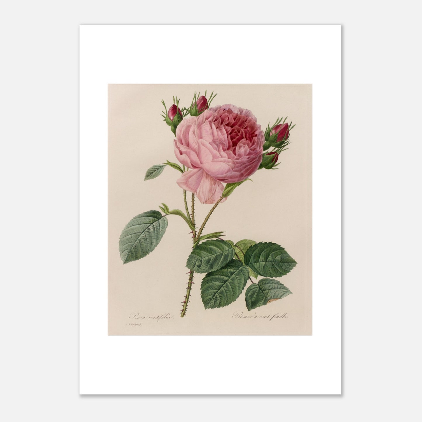 Planche botanique ancienne Rosa Centifolia par Pierre-Joseph Redouté (29,7x42 cm (A3)). Planche botanique ancienne de Pierre-Joseph Redouté, illustrant une rose de couleur rose pâle avec des boutons floraux rouges et des feuilles vertes.