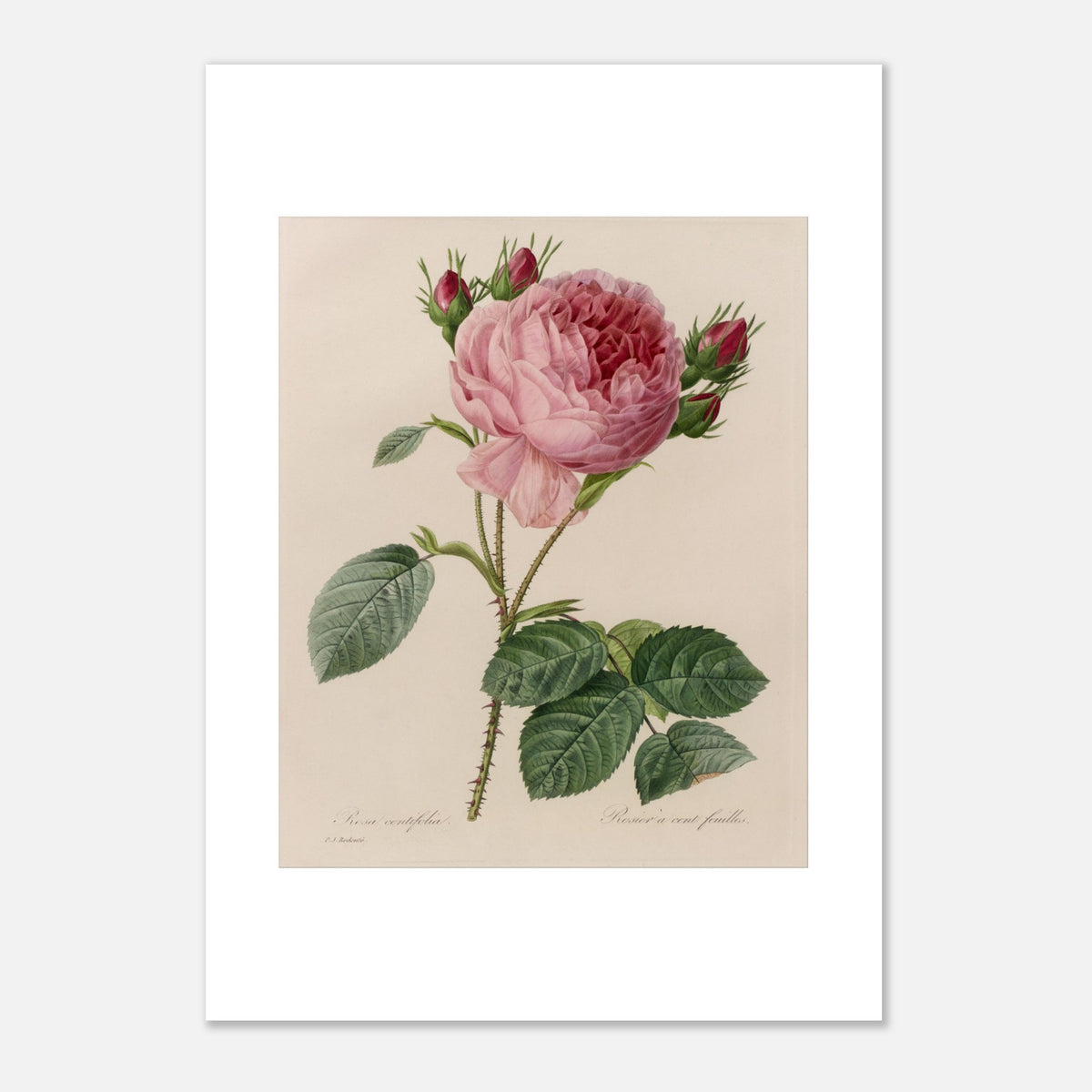 Alte botanische Tafel Rosa Centifolia von Pierre-Joseph Redouté (29,7x42 cm (A3)). Antike botanische Tafel von Pierre-Joseph Redouté, die eine blassrosa Rose mit roten Blütenknospen und grünen Blättern darstellt.
