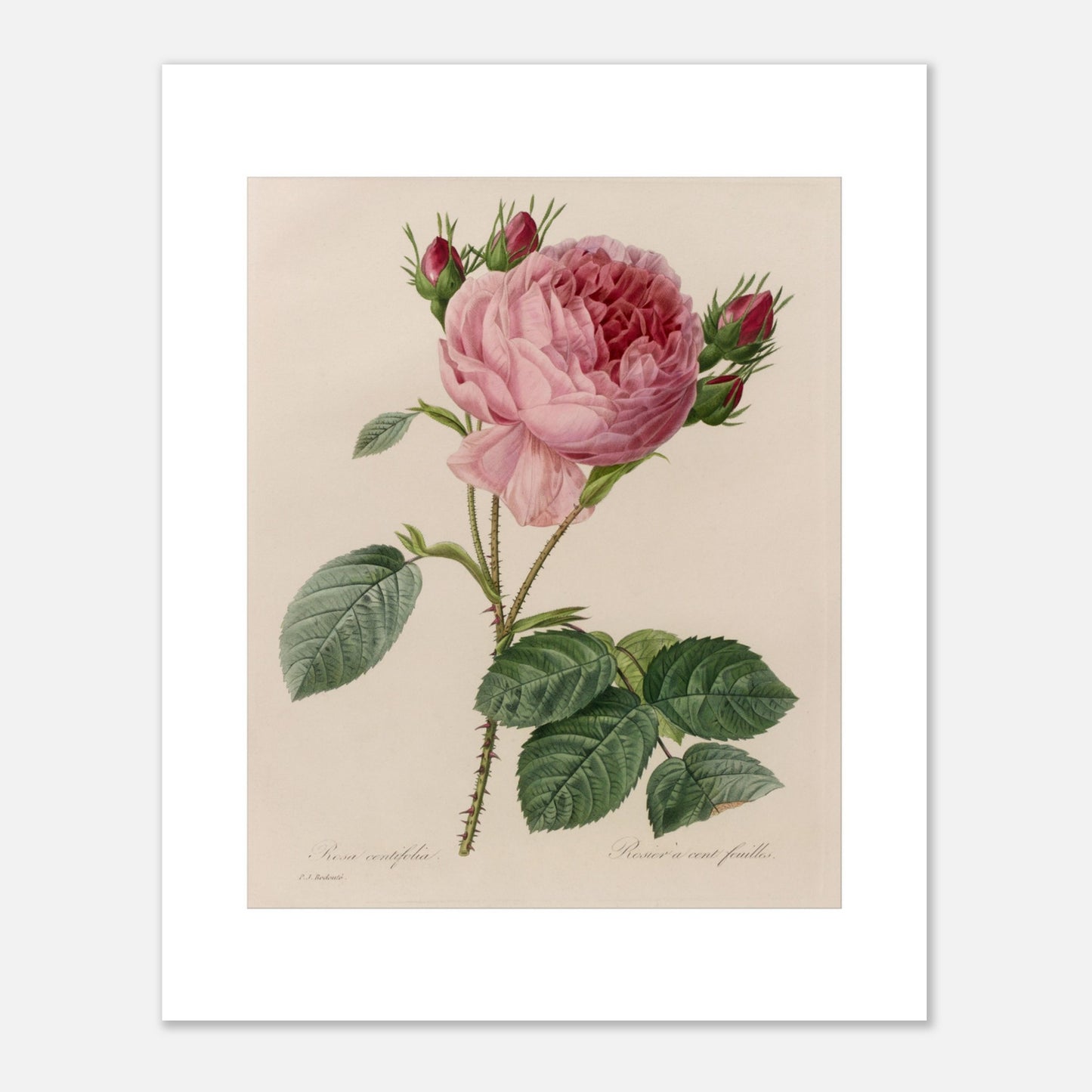Planche botanique ancienne Rosa Centifolia par Pierre-Joseph Redouté (40x50 cm). Planche botanique ancienne de Pierre-Joseph Redouté, illustrant une rose de couleur rose pâle avec des boutons floraux rouges et des feuilles vertes.