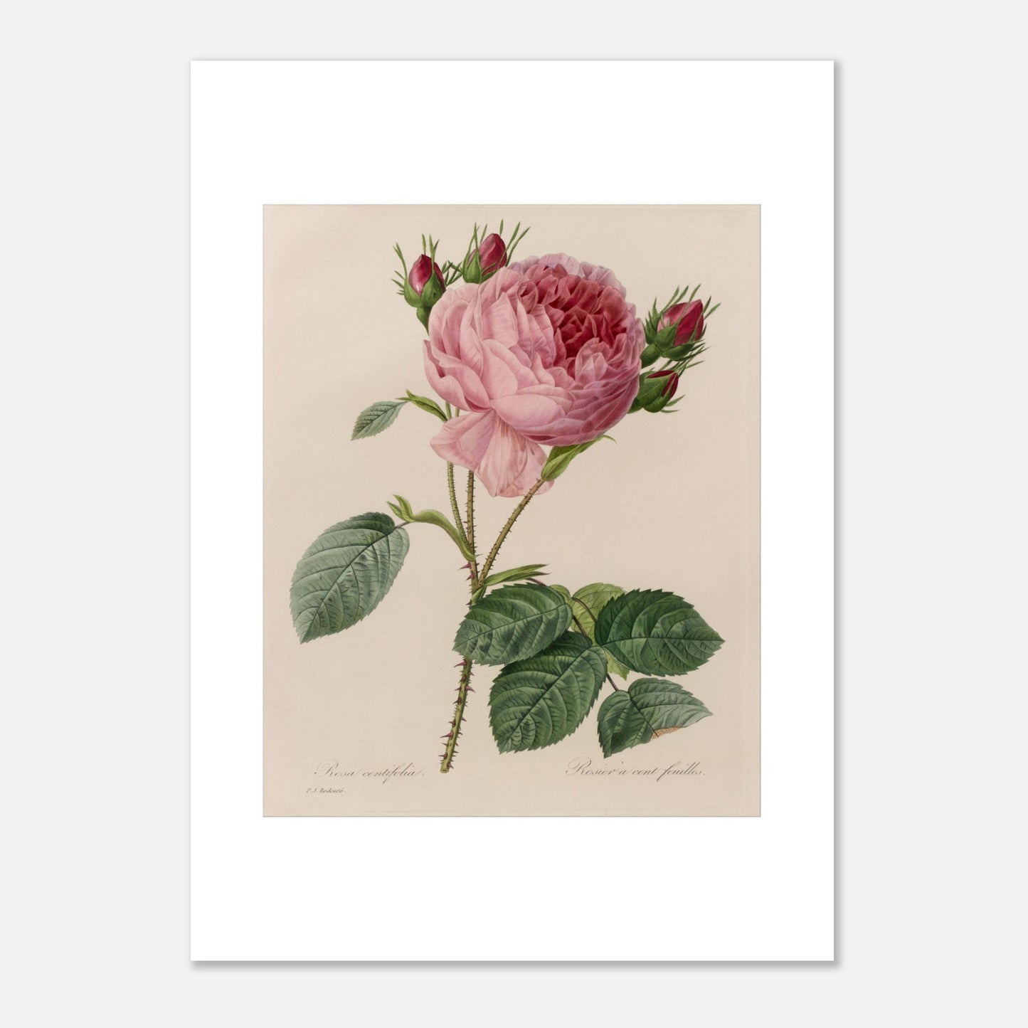 Planche botanique ancienne Rosa Centifolia par Pierre-Joseph Redouté (50x70 cm). Planche botanique ancienne de Pierre-Joseph Redouté, illustrant une rose de couleur rose pâle avec des boutons floraux rouges et des feuilles vertes.