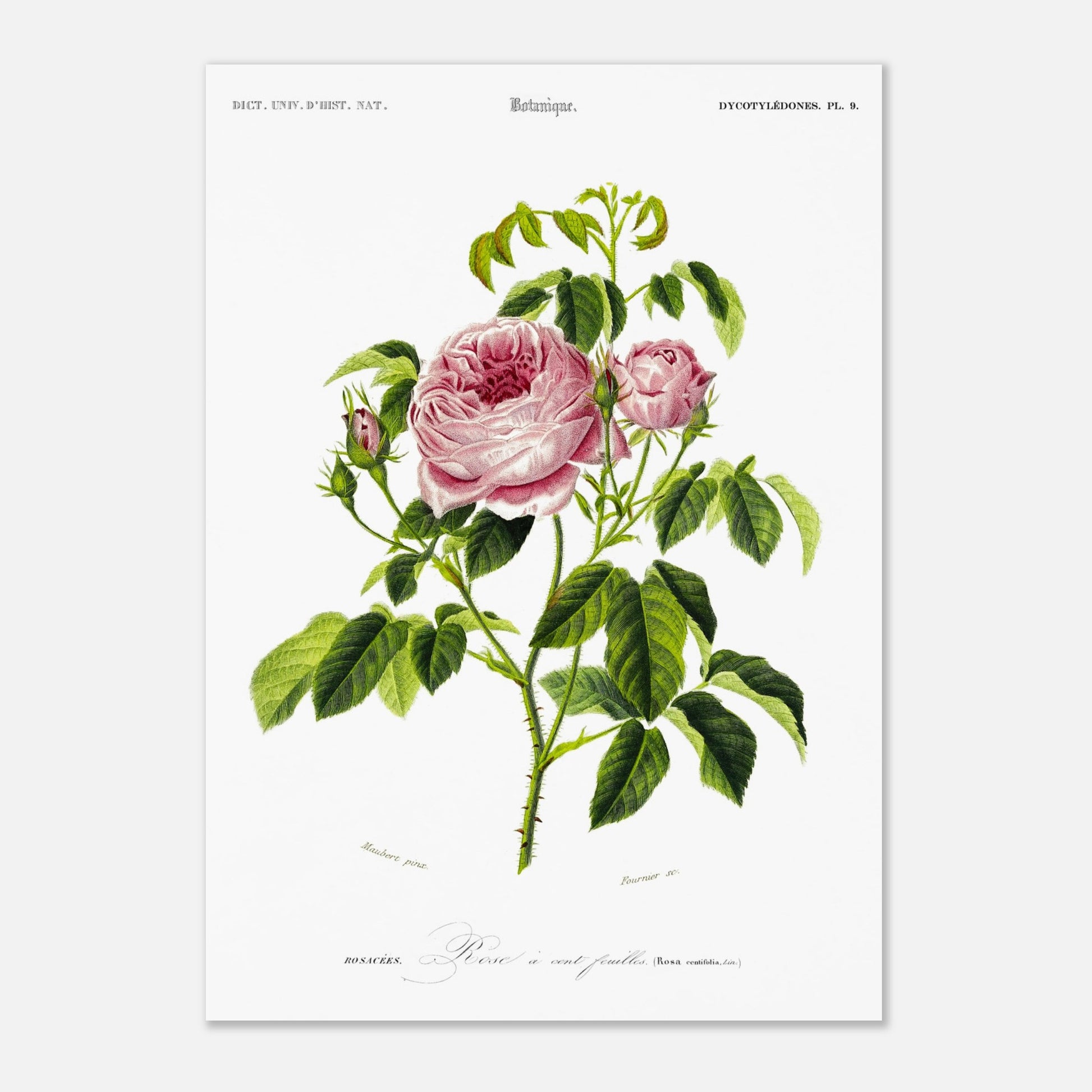 Planche botanique ancienne : Rose à cent feuilles (Rosa centifolia) (29,7x42 cm (A3)). Illustration botanique ancienne d'une rose à cent feuilles, nommée Rosa centifolia, issue du Dictionnaire Universel d'Histoire Naturelle.
