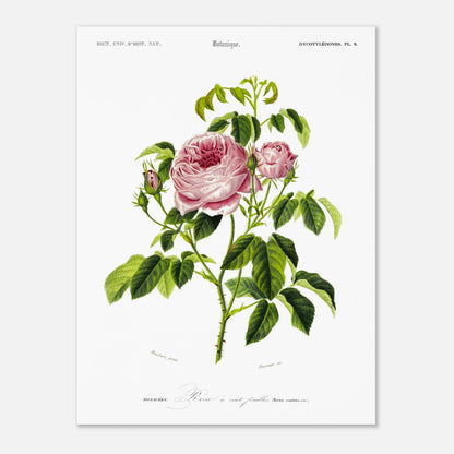 Planche botanique ancienne : Rose à cent feuilles (Rosa centifolia) (30x40 cm). Illustration botanique ancienne d'une rose à cent feuilles, nommée Rosa centifolia, issue du Dictionnaire Universel d'Histoire Naturelle.