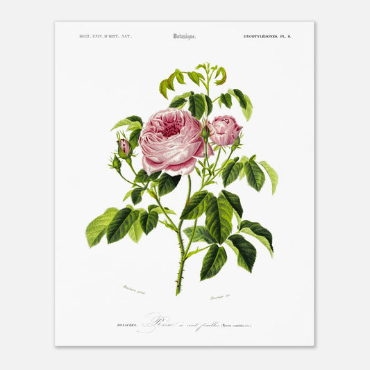 Planche botanique ancienne : Rose à cent feuilles (Rosa centifolia) (40x50 cm). Illustration botanique ancienne d'une rose à cent feuilles, nommée Rosa centifolia, issue du Dictionnaire Universel d'Histoire Naturelle.