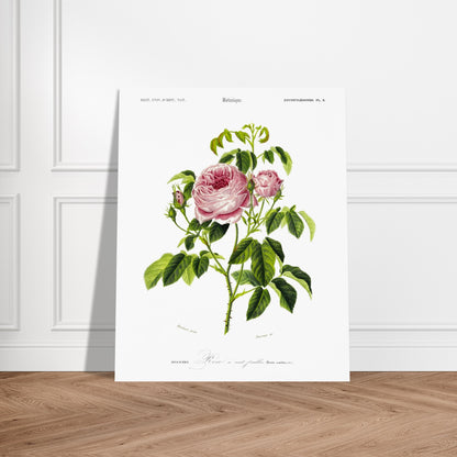 Planche botanique ancienne : Rose à cent feuilles (Rosa centifolia). Illustration botanique ancienne d'une rose à cent feuilles, nommée Rosa centifolia, issue du Dictionnaire Universel d'Histoire Naturelle. Image d'illustration 5
