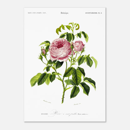 Planche botanique ancienne : Rose à cent feuilles (Rosa centifolia) (50x70 cm). Illustration botanique ancienne d'une rose à cent feuilles, nommée Rosa centifolia, issue du Dictionnaire Universel d'Histoire Naturelle.
