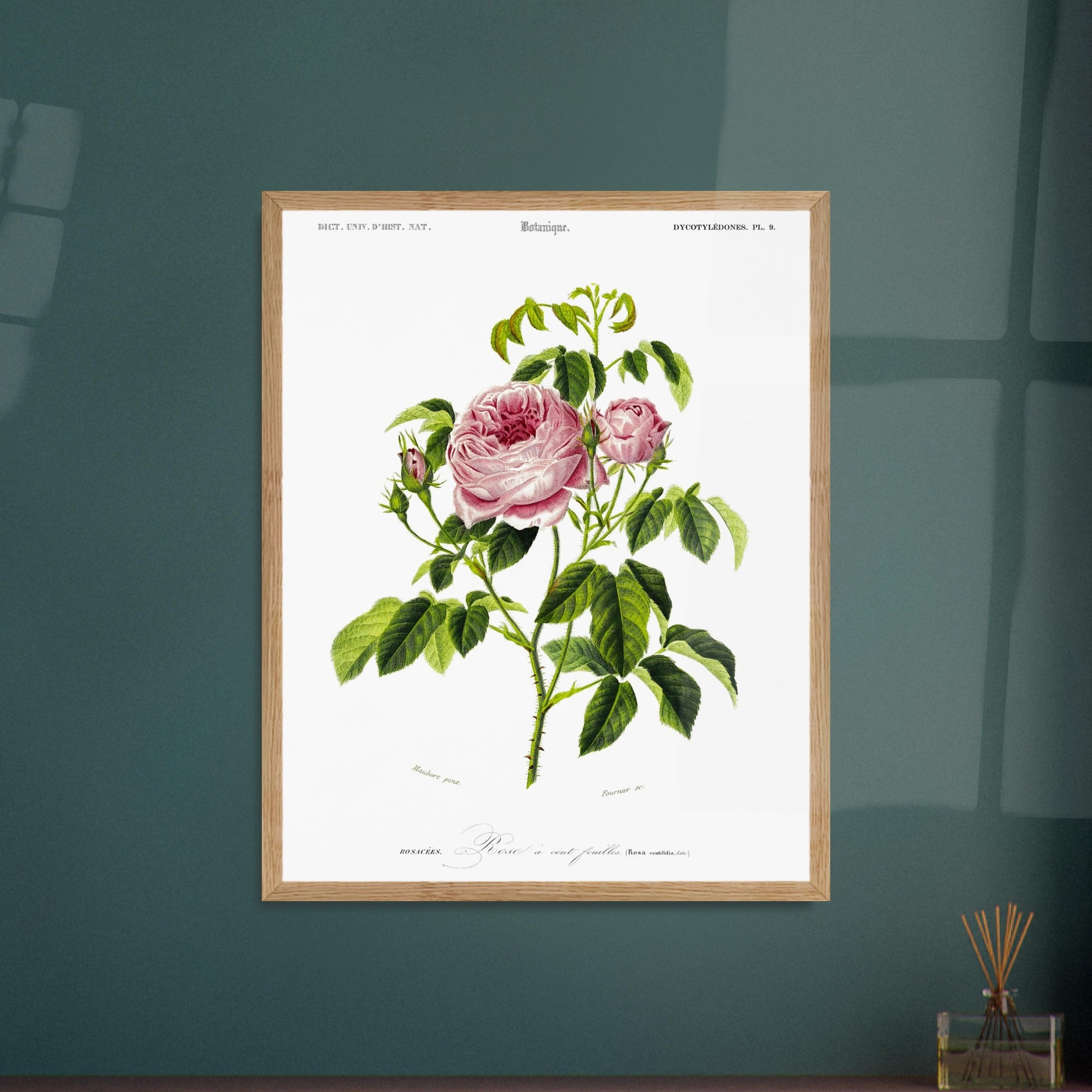 Planche botanique ancienne : Rose à cent feuilles (Rosa centifolia). Illustration botanique ancienne d'une rose à cent feuilles, nommée Rosa centifolia, issue du Dictionnaire Universel d'Histoire Naturelle. Image d'illustration 6