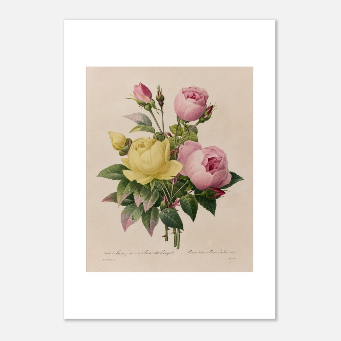Planche botanique ancienne Rose Jaune et Rose du Bengale, Redouté (1827) (21x29,7 cm (A4)). Planche botanique ancienne de roses du Bengale, une jaune et une rose, avec des boutons floraux par Pierre-Joseph Redouté.