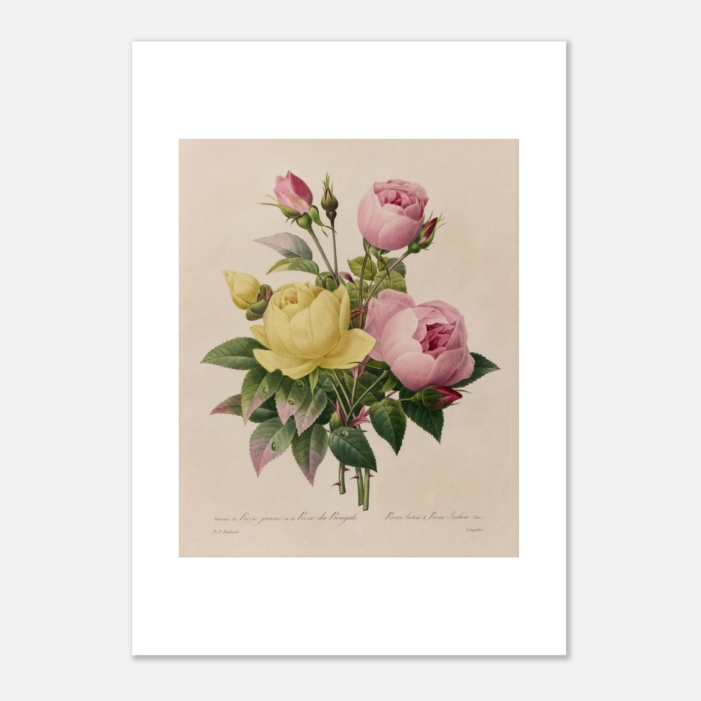 Planche botanique ancienne Rose Jaune et Rose du Bengale, Redouté (1827) (29,7x42 cm (A3)). Planche botanique ancienne de roses du Bengale, une jaune et une rose, avec des boutons floraux par Pierre-Joseph Redouté.