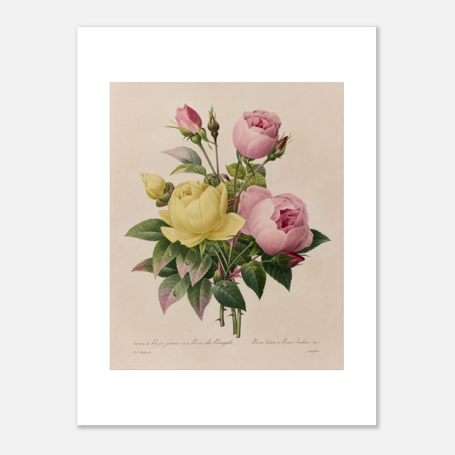 Planche botanique ancienne Rose Jaune et Rose du Bengale, Redouté (1827) (30x40 cm). Planche botanique ancienne de roses du Bengale, une jaune et une rose, avec des boutons floraux par Pierre-Joseph Redouté.