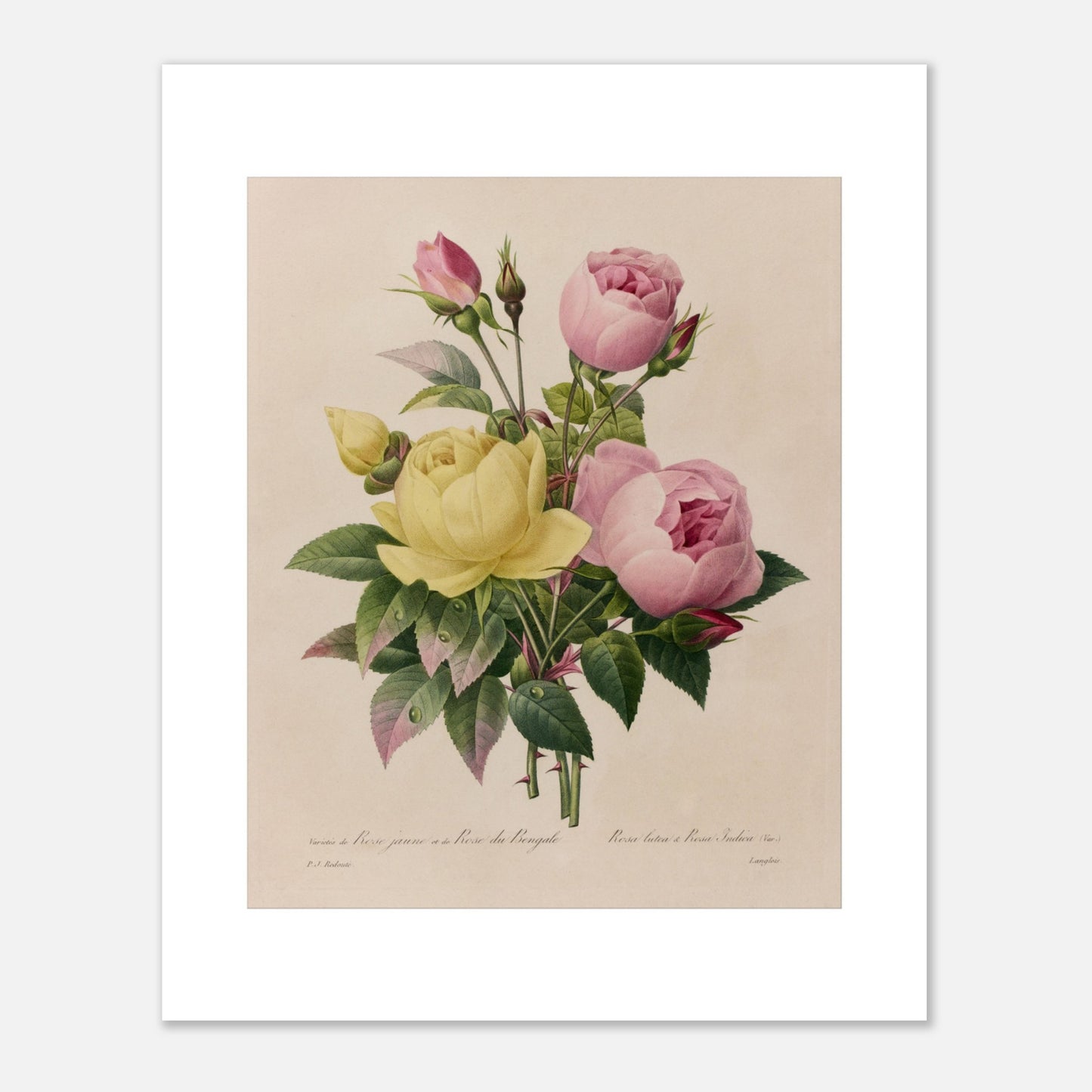Planche botanique ancienne Rose Jaune et Rose du Bengale, Redouté (1827) (40x50 cm). Planche botanique ancienne de roses du Bengale, une jaune et une rose, avec des boutons floraux par Pierre-Joseph Redouté.