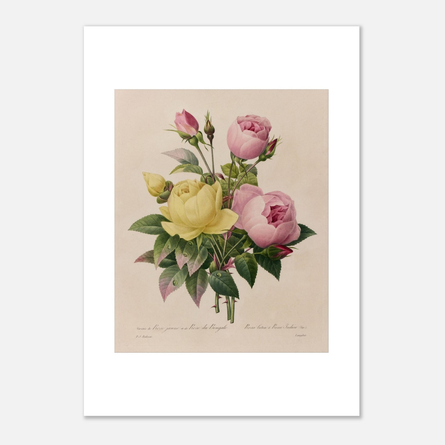 Planche botanique ancienne Rose Jaune et Rose du Bengale, Redouté (1827) (42x59,4 cm (A2)). Planche botanique ancienne de roses du Bengale, une jaune et une rose, avec des boutons floraux par Pierre-Joseph Redouté.