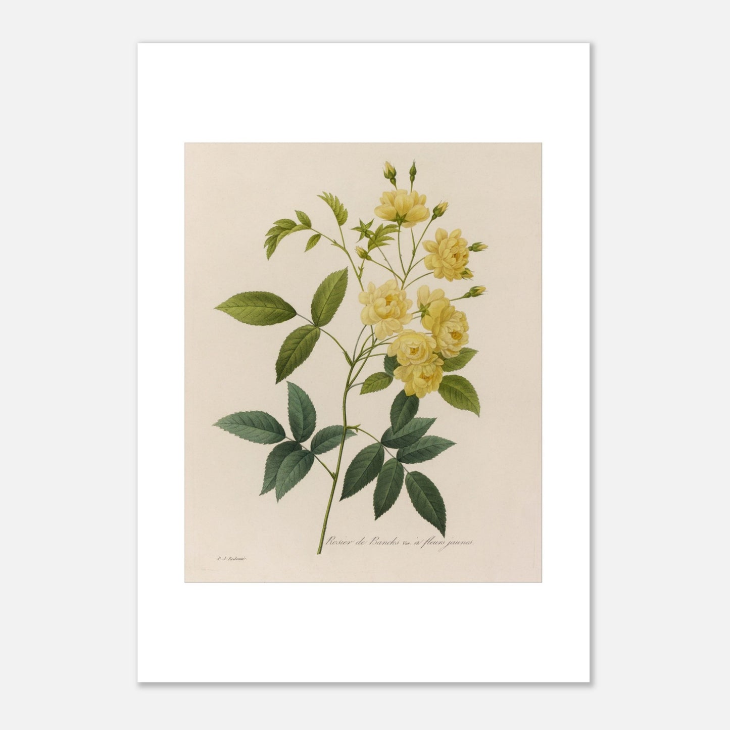 Planche botanique du Rosier de Banks par Pierre-Joseph Redouté (21x29,7 cm (A4)). Dessin botanique de Pierre-Joseph Redouté représentant le Rosier de Banks, une variété de rosier aux fleurs jaunes.