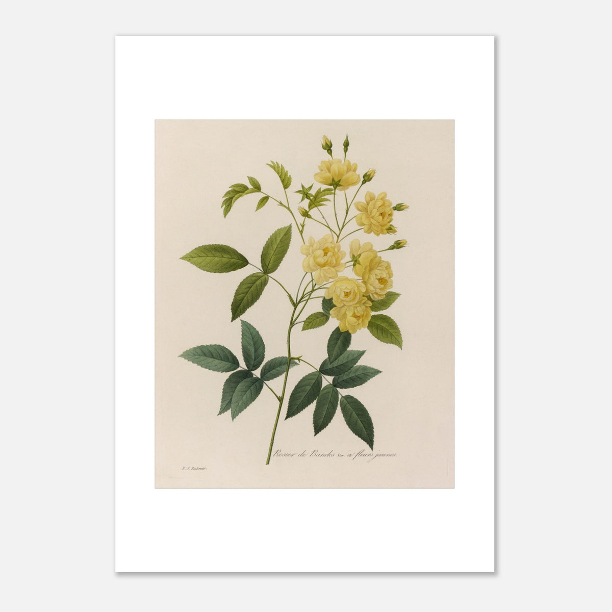 Tavola botanica Rosa di Banks di Pierre-Joseph Redouté (21x29,7 cm (A4)). Disegno botanico di Pierre-Joseph Redouté raffigurante la rosa di Banks, una varietà di rosa con fiori gialli.