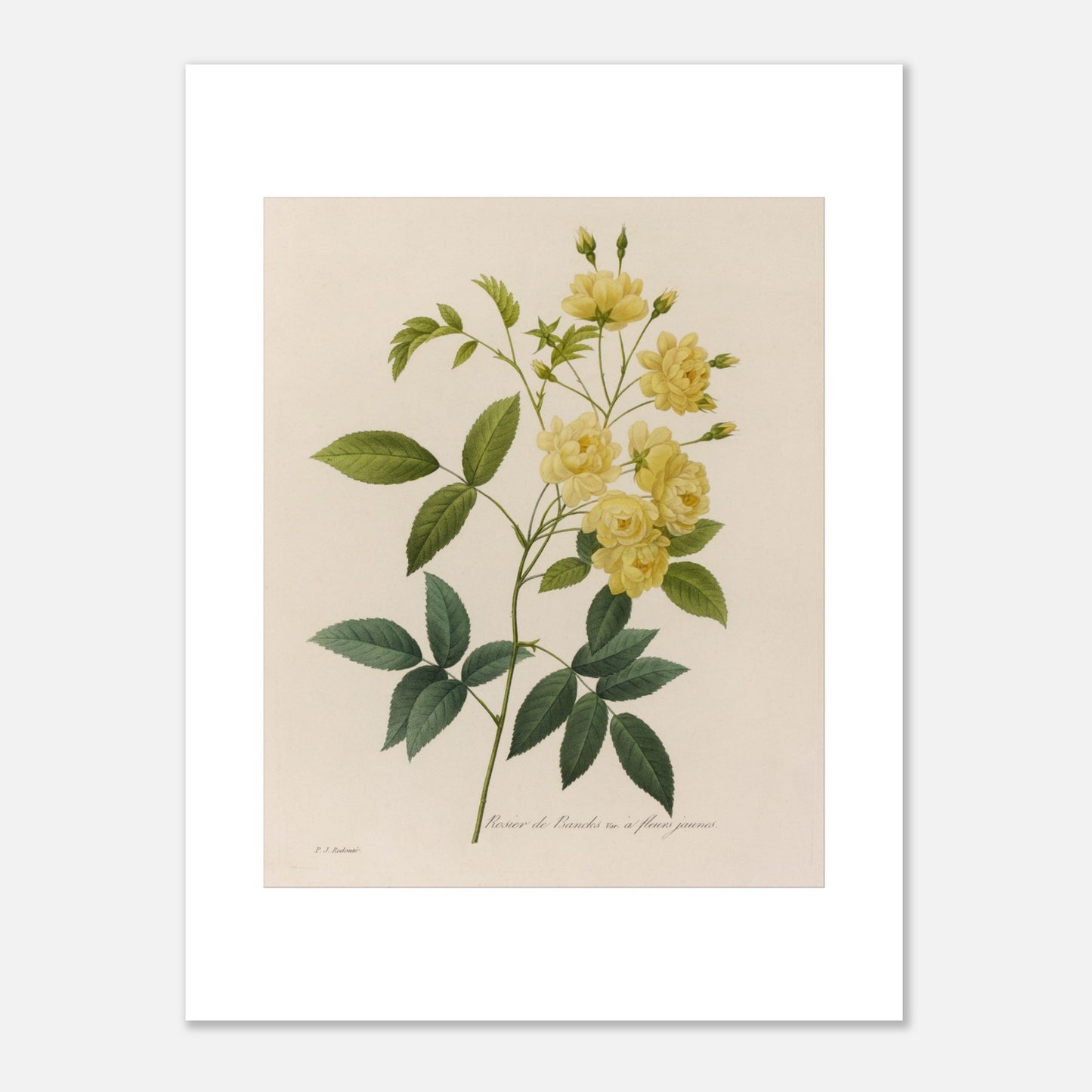 Planche botanique du Rosier de Banks par Pierre-Joseph Redouté (30x40 cm). Dessin botanique de Pierre-Joseph Redouté représentant le Rosier de Banks, une variété de rosier aux fleurs jaunes.