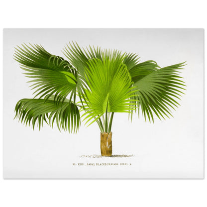 Planche botanique ancienne : Sabal Blackburniana (Antilles) (30x40 cm). Illustration botanique ancienne du palmier Sabal Blackburniana aux larges feuilles vertes en éventail.