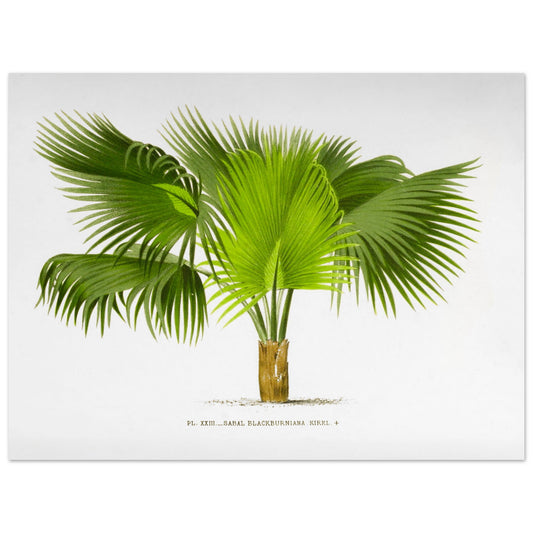 Planche botanique ancienne : Sabal Blackburniana (Antilles) (30x40 cm). Illustration botanique ancienne du palmier Sabal Blackburniana aux larges feuilles vertes en éventail.