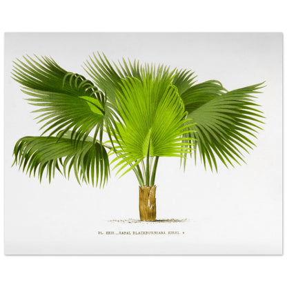 Planche botanique ancienne : Sabal Blackburniana (Antilles) (40x50 cm). Illustration botanique ancienne du palmier Sabal Blackburniana aux larges feuilles vertes en éventail.