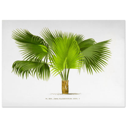 Planche botanique ancienne : Sabal Blackburniana (Antilles) (42x59,4 cm (A2)). Illustration botanique ancienne du palmier Sabal Blackburniana aux larges feuilles vertes en éventail.