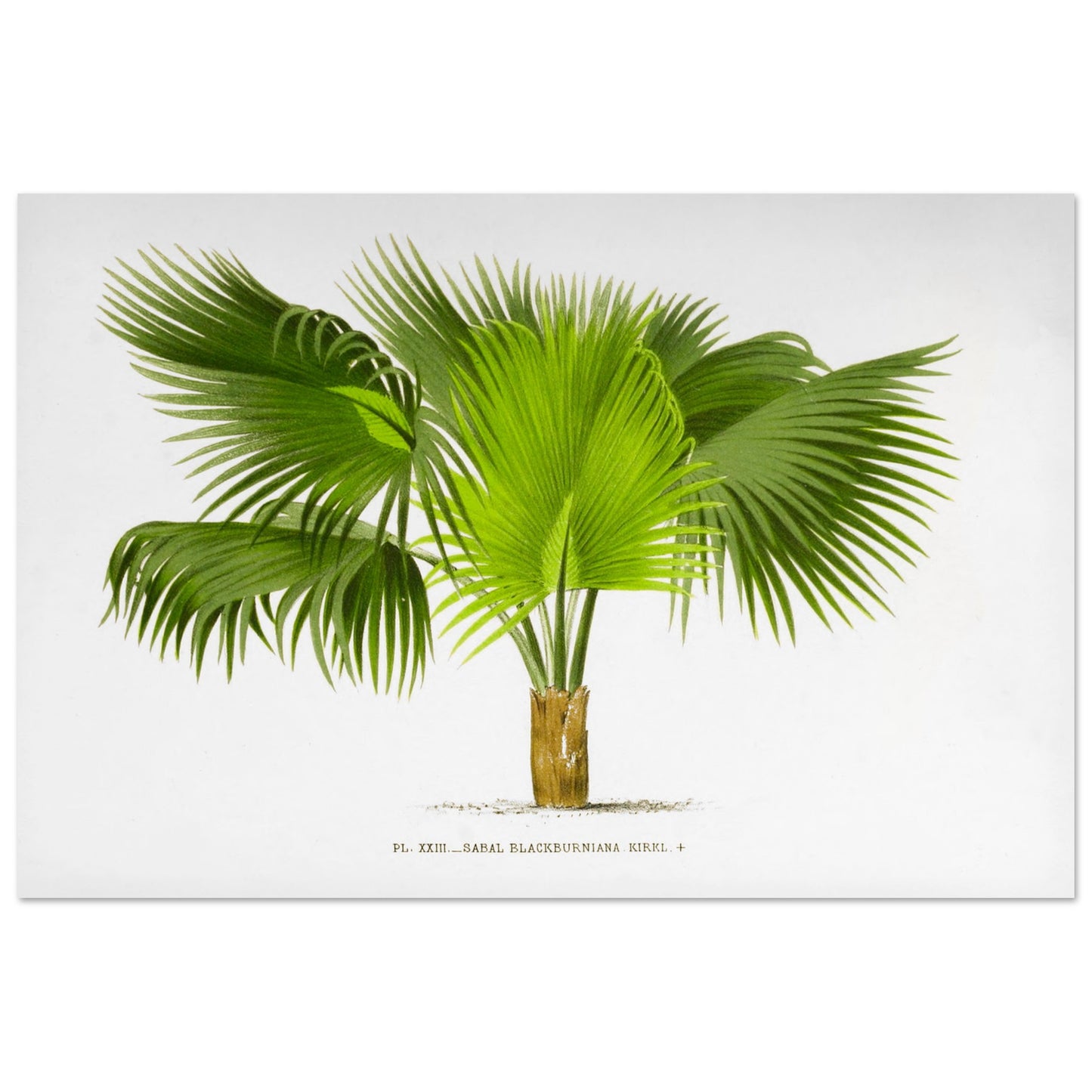 Planche botanique ancienne : Sabal Blackburniana (Antilles) (60x90 cm). Illustration botanique ancienne du palmier Sabal Blackburniana aux larges feuilles vertes en éventail.