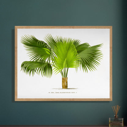 Planche botanique ancienne : Sabal Blackburniana (Antilles). Illustration botanique ancienne du palmier Sabal Blackburniana aux larges feuilles vertes en éventail. Image d'illustration 8
