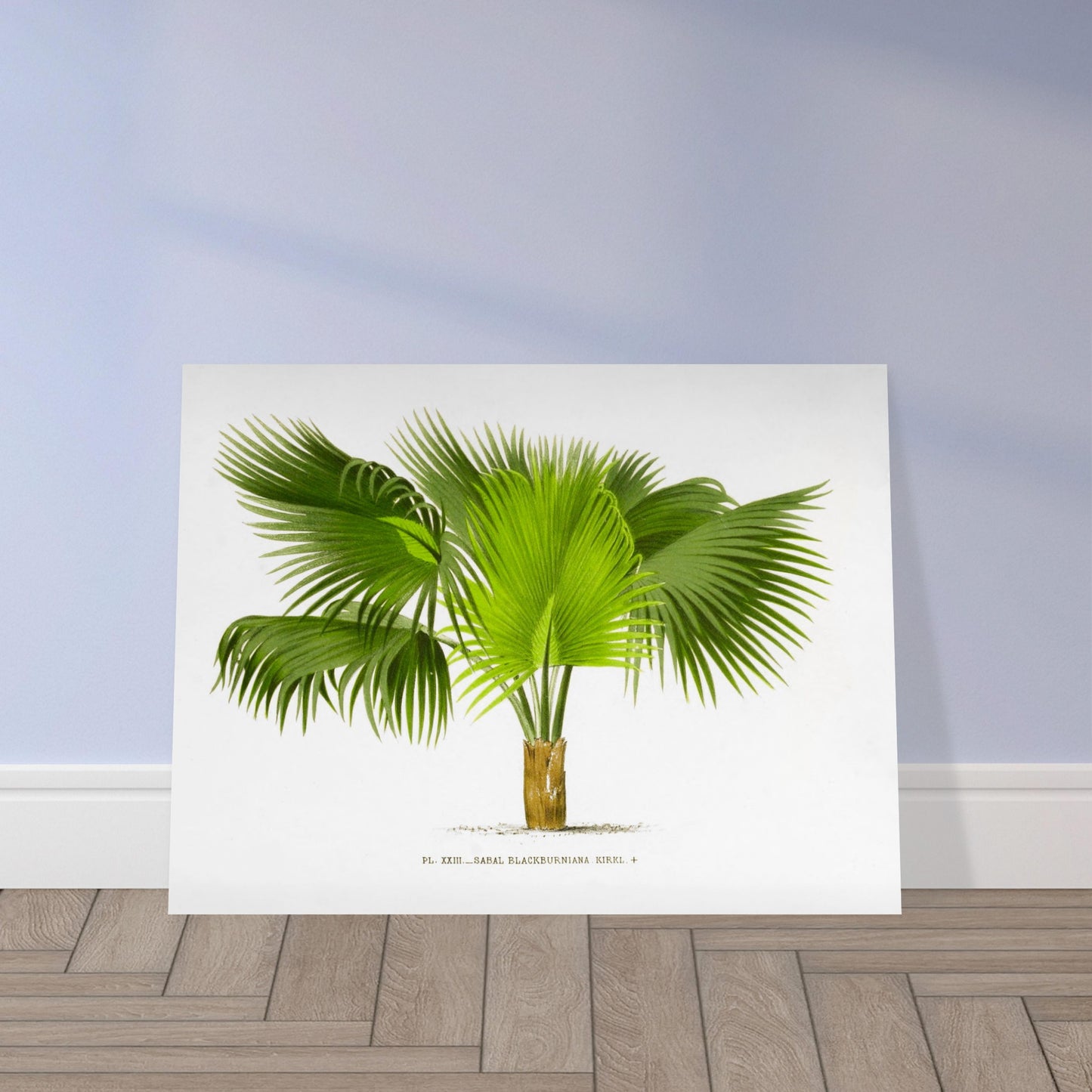 Planche botanique ancienne : Sabal Blackburniana (Antilles). Illustration botanique ancienne du palmier Sabal Blackburniana aux larges feuilles vertes en éventail. Image d'illustration 9