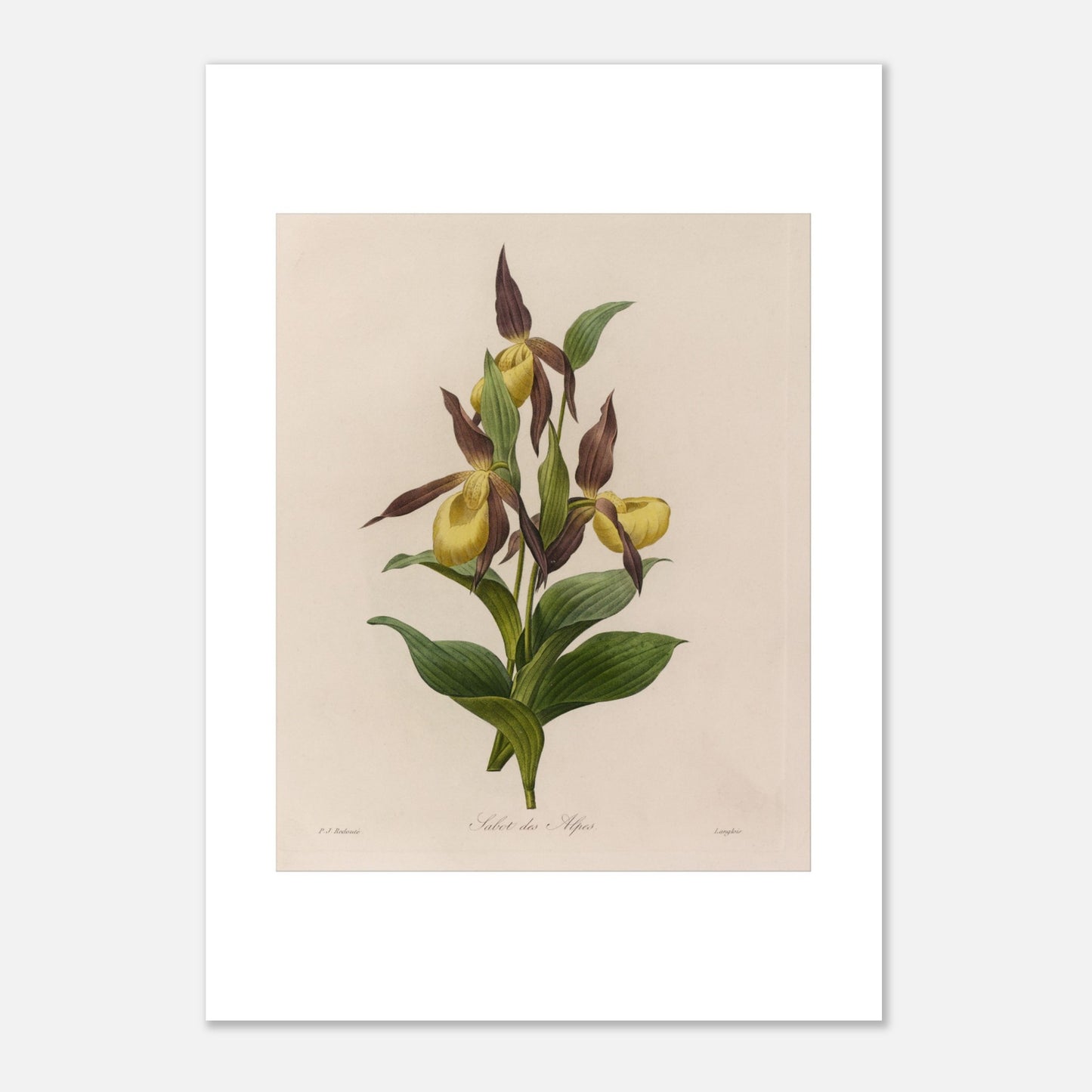 Planche botanique ancienne Sabot des Alpes par Pierre-Joseph Redouté (21x29,7 cm (A4)). Planche botanique ancienne de Pierre-Joseph Redouté représentant une fleur de Sabot des Alpes (Cypripedium calceolus) avec ses feuilles vertes.
