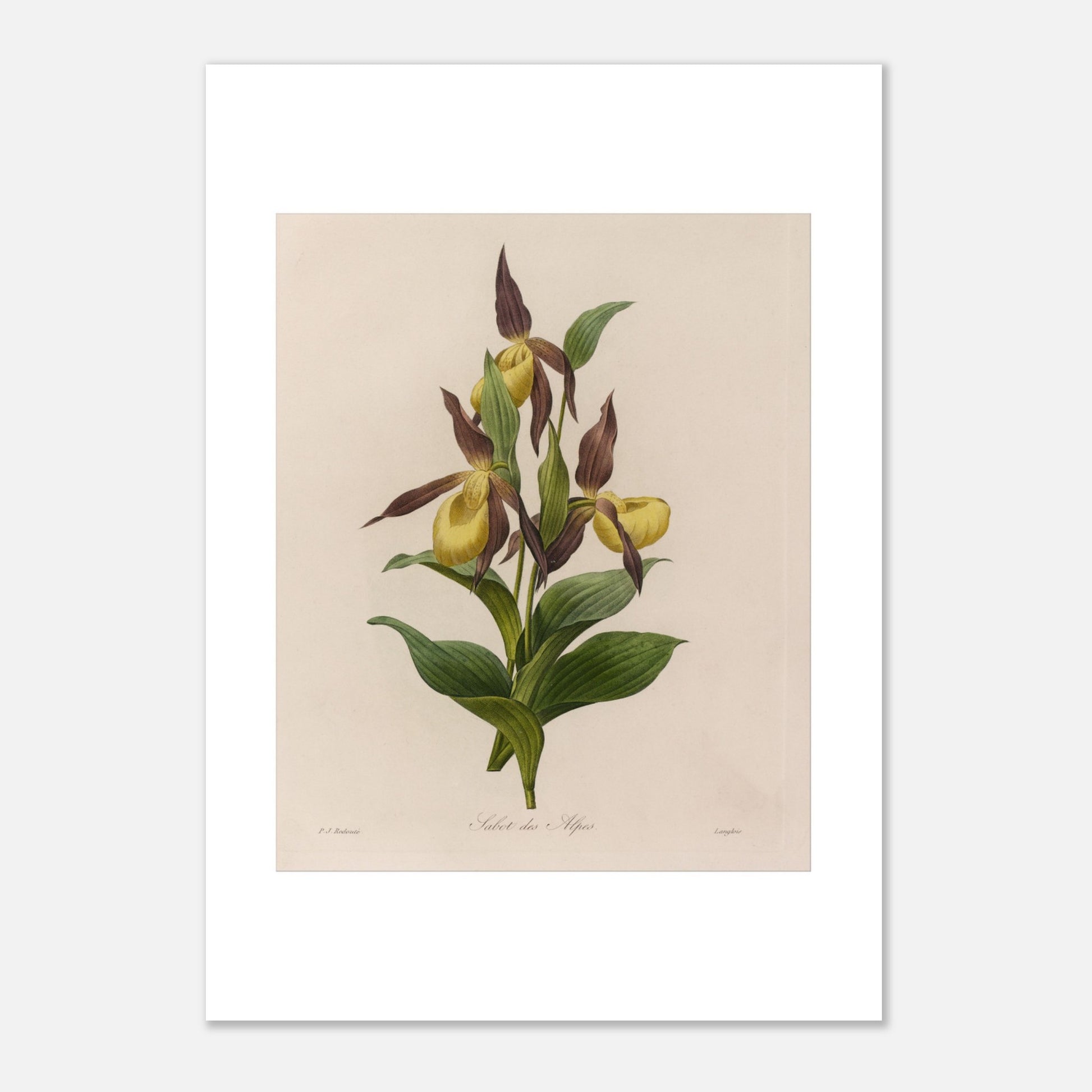 Planche botanique ancienne Sabot des Alpes par Pierre-Joseph Redouté (21x29,7 cm (A4)). Planche botanique ancienne de Pierre-Joseph Redouté représentant une fleur de Sabot des Alpes (Cypripedium calceolus) avec ses feuilles vertes.