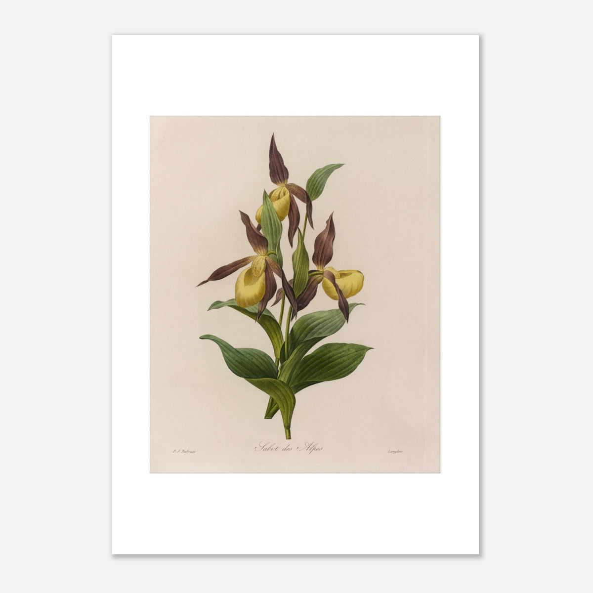Antigua lámina botánica Zapatilla de Dama de Redouté (21x29,7 cm (A4)). Lámina botánica antigua de Pierre-Joseph Redouté que representa una flor de zapatito de dama (Cypripedium calceolus) con sus hojas verdes.
