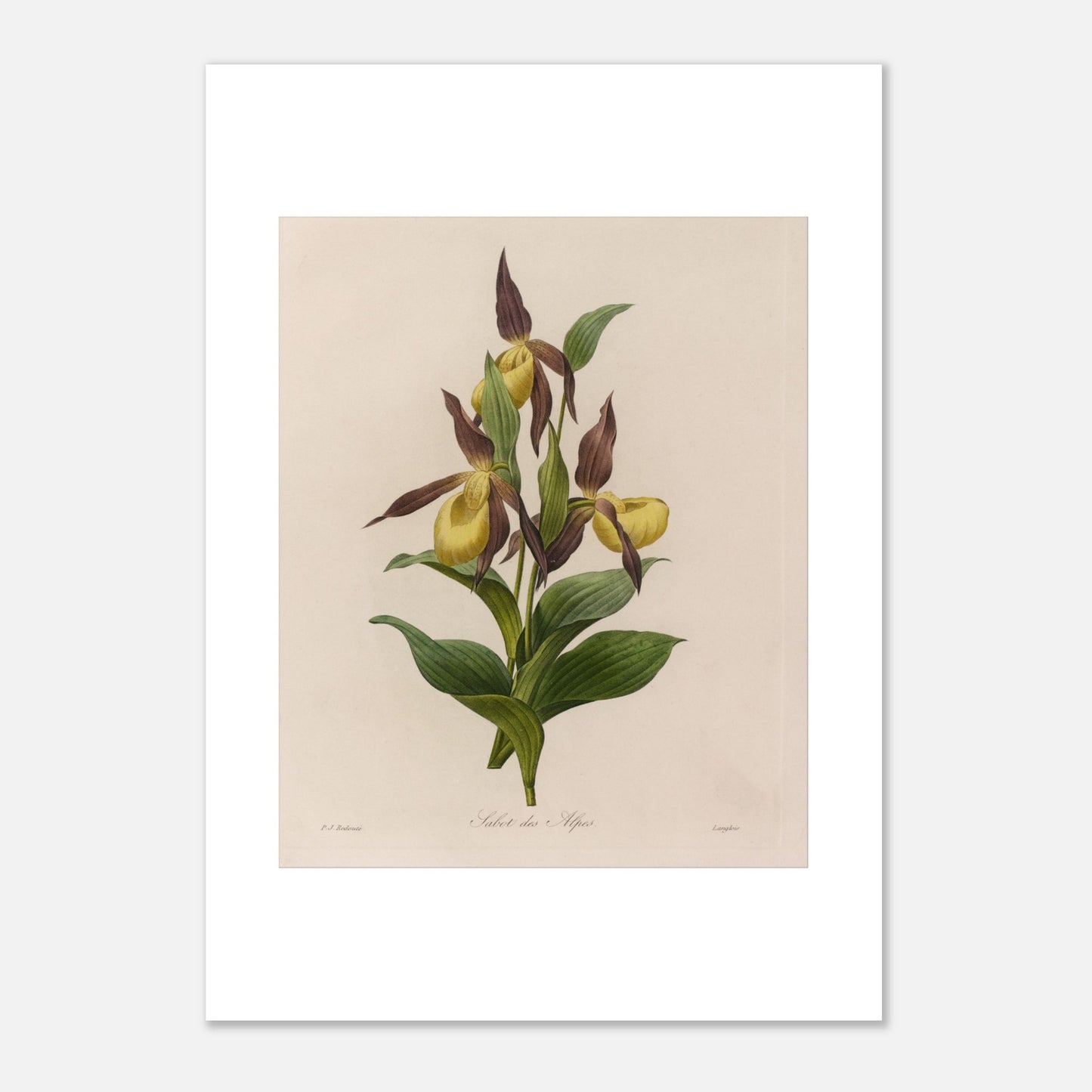 Planche botanique ancienne Sabot des Alpes par Pierre-Joseph Redouté (29,7x42 cm (A3)). Planche botanique ancienne de Pierre-Joseph Redouté représentant une fleur de Sabot des Alpes (Cypripedium calceolus) avec ses feuilles vertes.