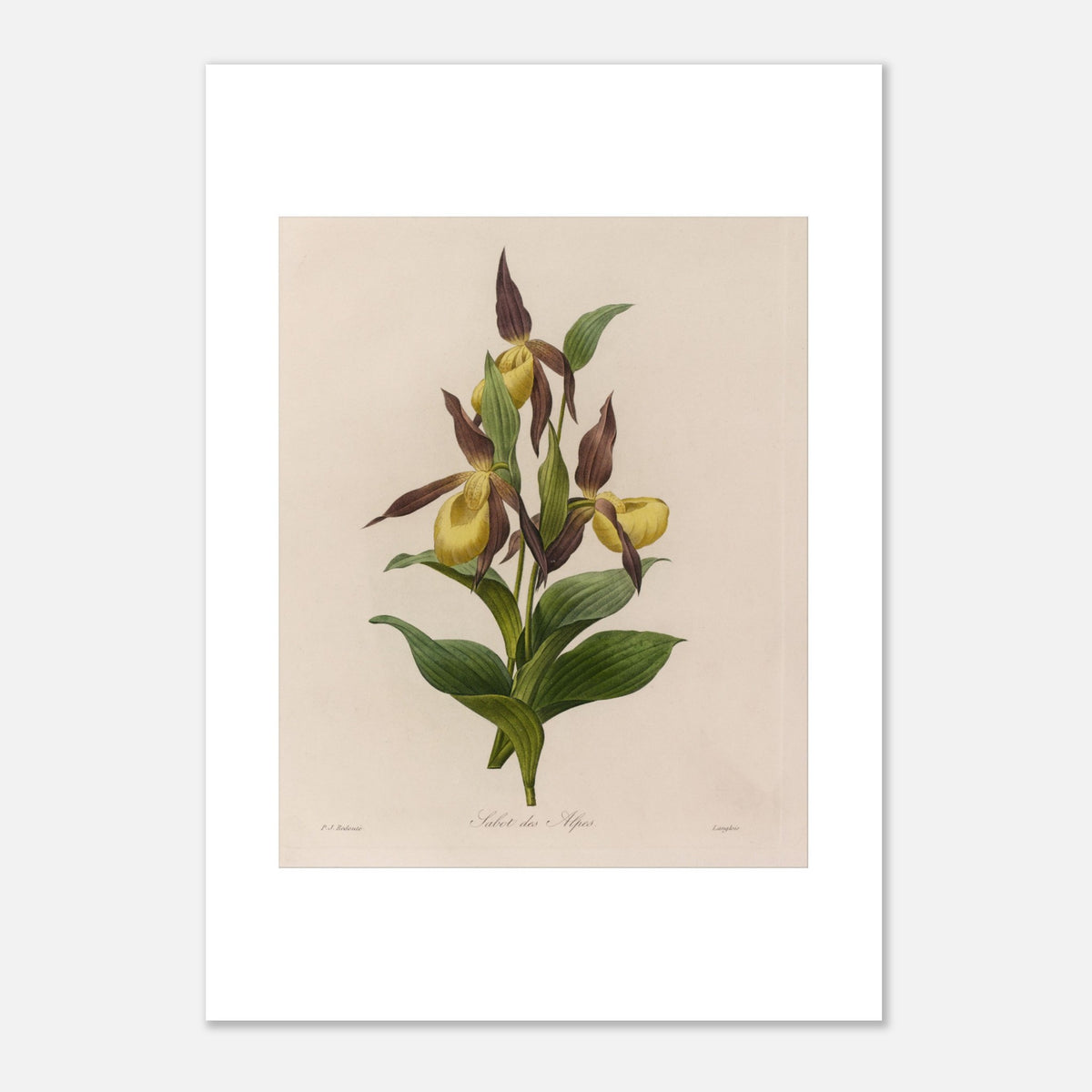 Antigua lámina botánica Zapatilla de Dama de Redouté (29,7x42 cm (A3)). Lámina botánica antigua de Pierre-Joseph Redouté que representa una flor de zapatito de dama (Cypripedium calceolus) con sus hojas verdes.