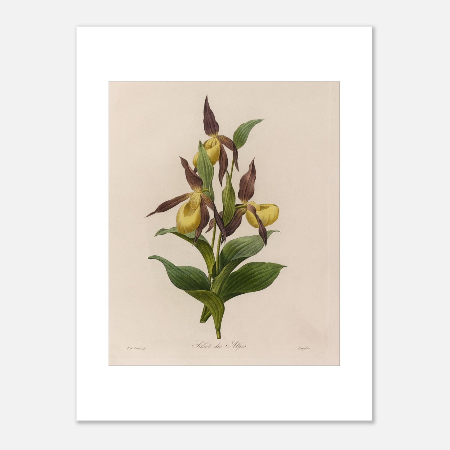 Planche botanique ancienne Sabot des Alpes par Pierre-Joseph Redouté (30x40 cm). Planche botanique ancienne de Pierre-Joseph Redouté représentant une fleur de Sabot des Alpes (Cypripedium calceolus) avec ses feuilles vertes.