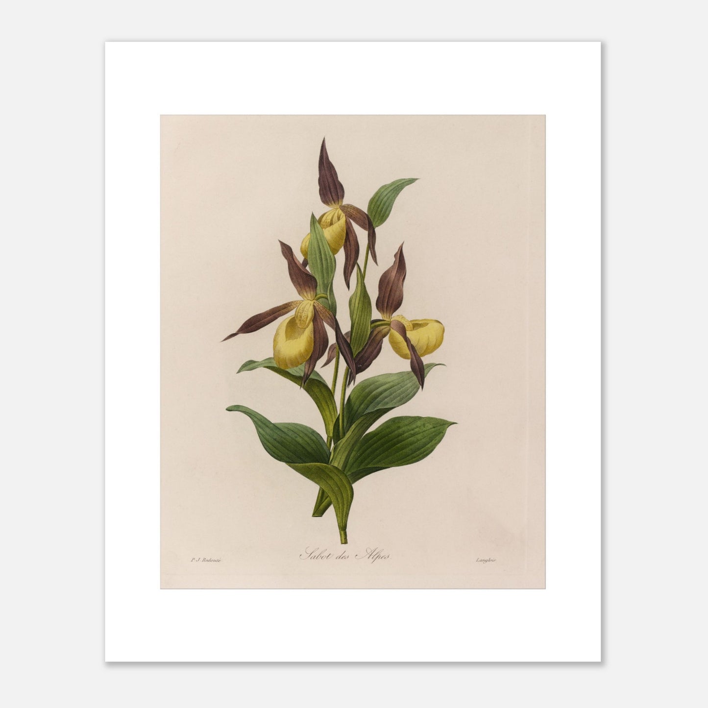 Planche botanique ancienne Sabot des Alpes par Pierre-Joseph Redouté (40x50 cm). Planche botanique ancienne de Pierre-Joseph Redouté représentant une fleur de Sabot des Alpes (Cypripedium calceolus) avec ses feuilles vertes.