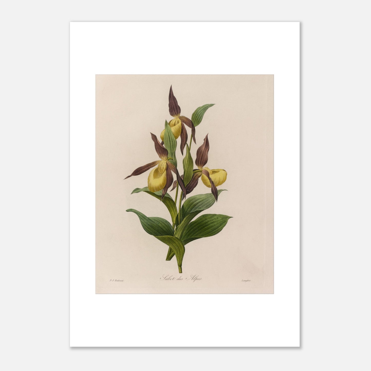 Planche botanique ancienne Sabot des Alpes par Pierre-Joseph Redouté (42x59,4 cm (A2)). Planche botanique ancienne de Pierre-Joseph Redouté représentant une fleur de Sabot des Alpes (Cypripedium calceolus) avec ses feuilles vertes.