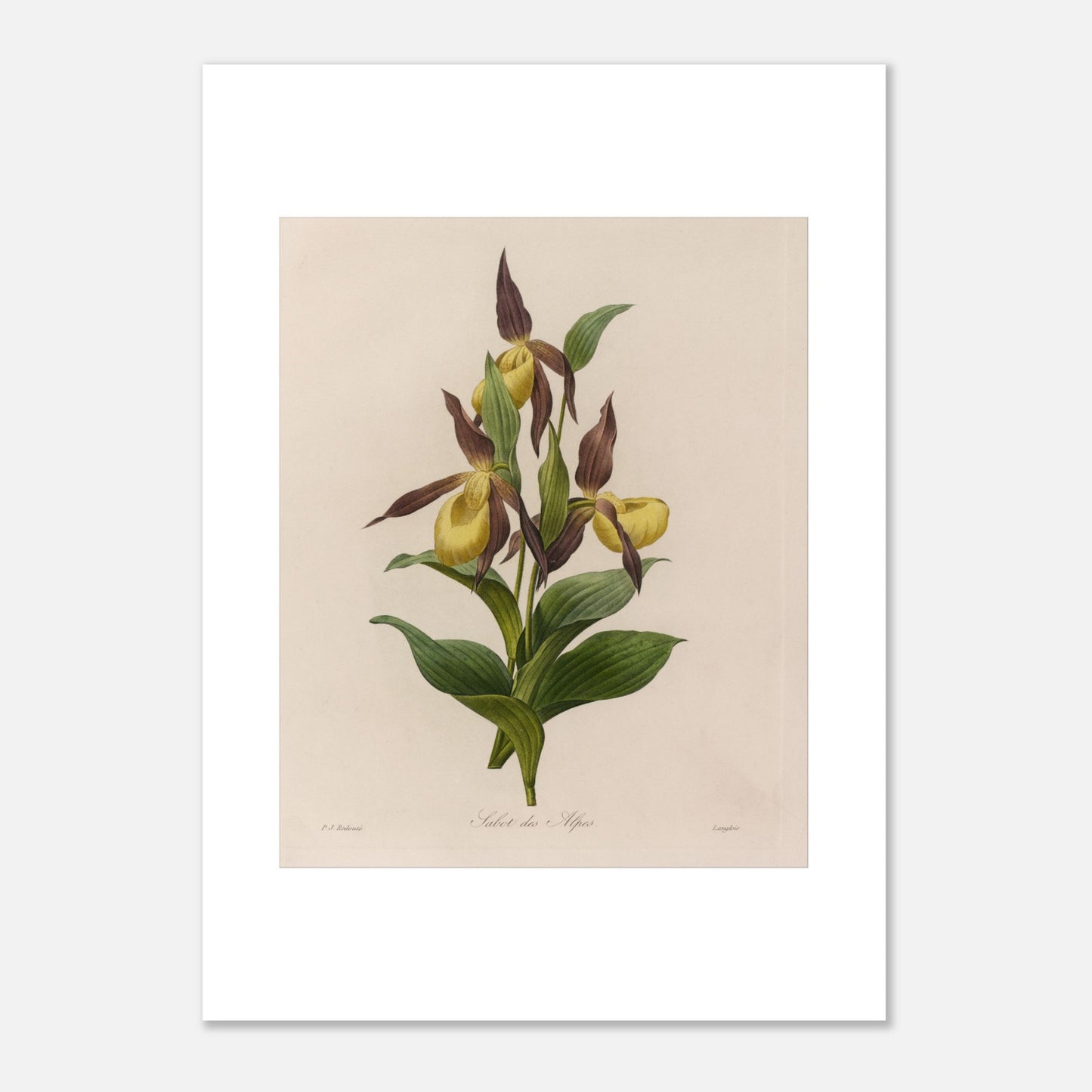 Planche botanique ancienne Sabot des Alpes par Pierre-Joseph Redouté (50x70 cm). Planche botanique ancienne de Pierre-Joseph Redouté représentant une fleur de Sabot des Alpes (Cypripedium calceolus) avec ses feuilles vertes.