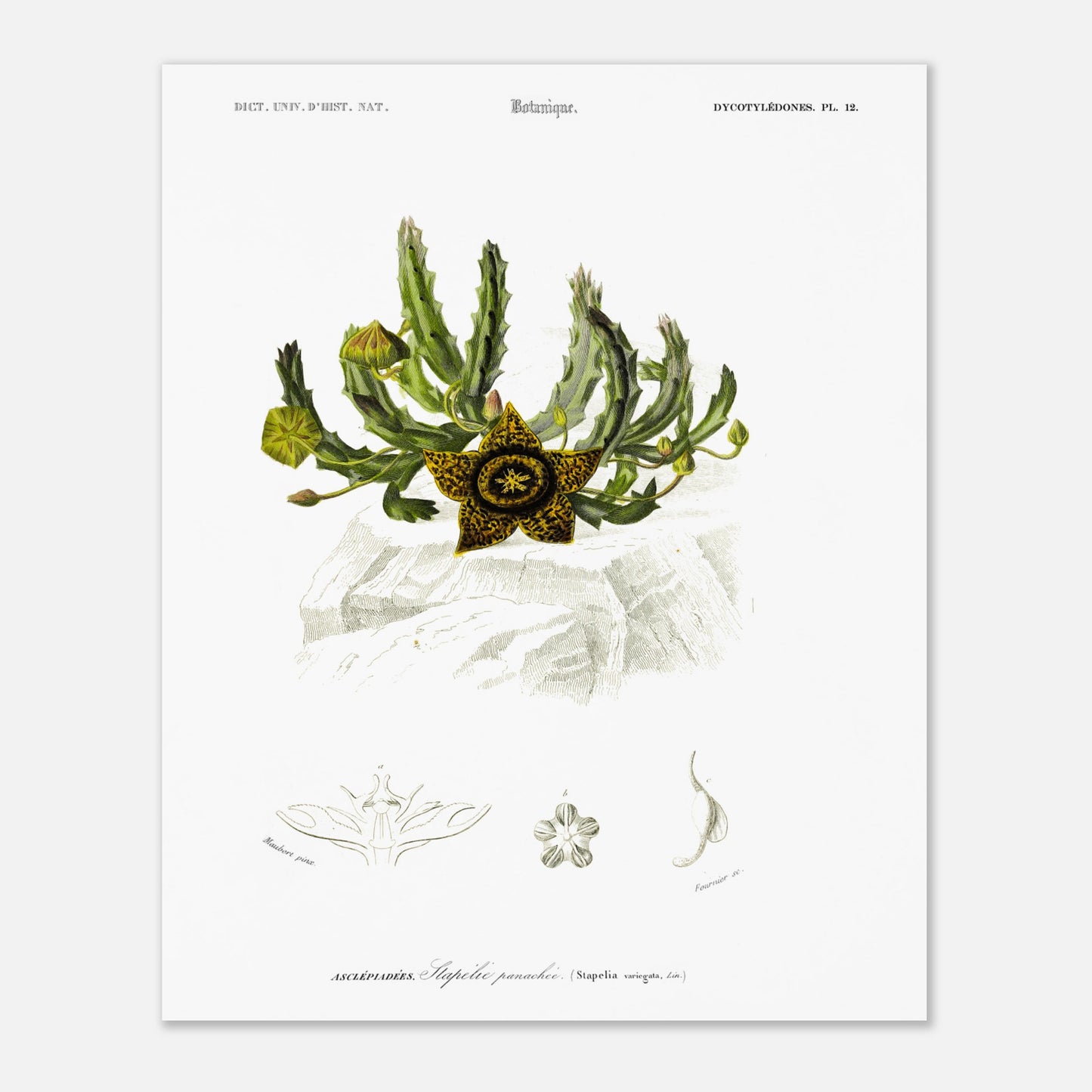 Planche botanique de la Stapélie panachée - Charles d'Orbigny (40x50 cm). Planche de botanique du Dictionnaire Universel d'Histoire Naturelle de Charles d'Orbigny, montrant une stapelia panachée et ses détails anatomiques, avec une étoile jaune et noire au premier plan.