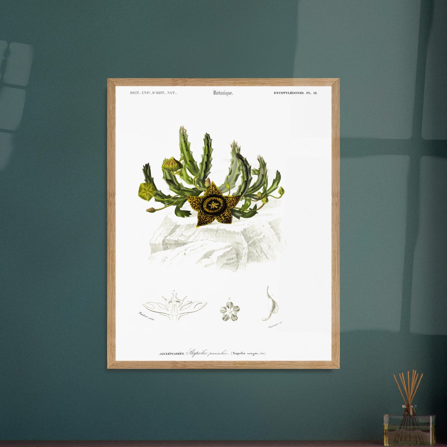 Planche botanique de la Stapélie panachée - Charles d'Orbigny. Planche de botanique du Dictionnaire Universel d'Histoire Naturelle de Charles d'Orbigny, montrant une stapelia panachée et ses détails anatomiques, avec une étoile jaune et noire au premier plan. Image d'illustration 5
