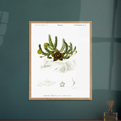 Planche botanique de la Stapélie panachée - Charles d'Orbigny. Planche de botanique du Dictionnaire Universel d'Histoire Naturelle de Charles d'Orbigny, montrant une stapelia panachée et ses détails anatomiques, avec une étoile jaune et noire au premier plan. Image d'illustration 5