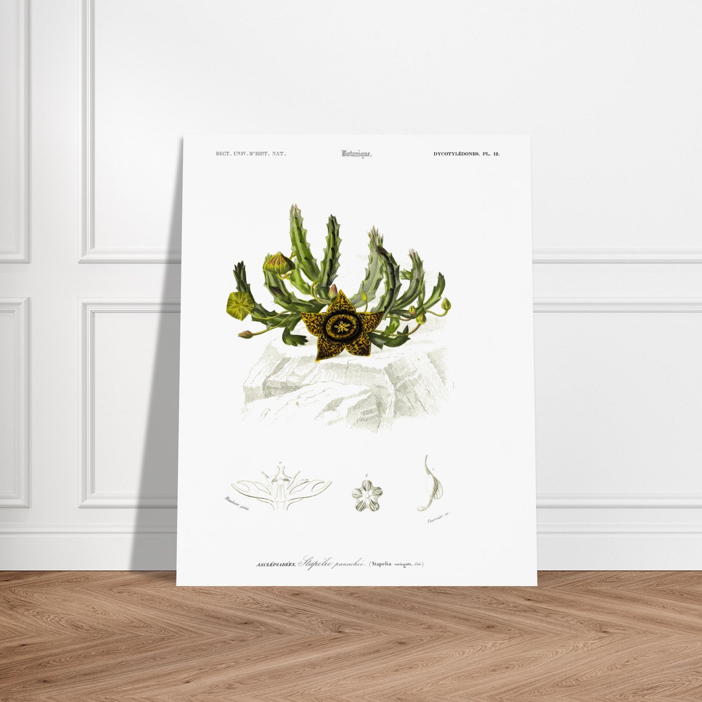 Planche botanique de la Stapélie panachée - Charles d'Orbigny. Planche de botanique du Dictionnaire Universel d'Histoire Naturelle de Charles d'Orbigny, montrant une stapelia panachée et ses détails anatomiques, avec une étoile jaune et noire au premier plan. Image d'illustration 6