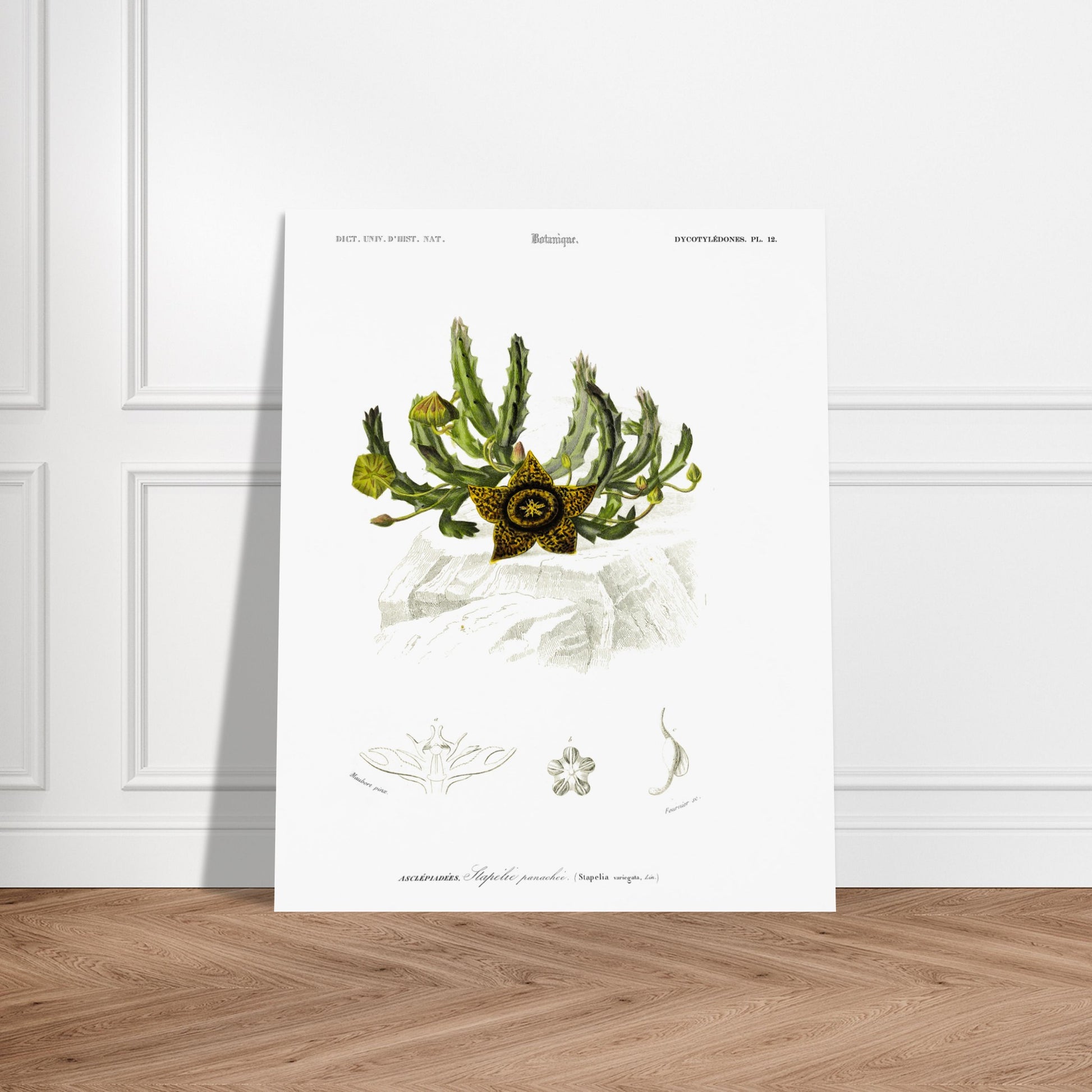 Planche botanique de la Stapélie panachée - Charles d'Orbigny. Planche de botanique du Dictionnaire Universel d'Histoire Naturelle de Charles d'Orbigny, montrant une stapelia panachée et ses détails anatomiques, avec une étoile jaune et noire au premier plan. Image d'illustration 6
