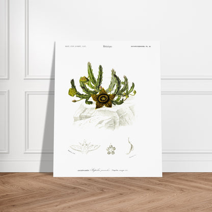 Planche botanique de la Stapélie panachée - Charles d'Orbigny. Planche de botanique du Dictionnaire Universel d'Histoire Naturelle de Charles d'Orbigny, montrant une stapelia panachée et ses détails anatomiques, avec une étoile jaune et noire au premier plan. Image d'illustration 6