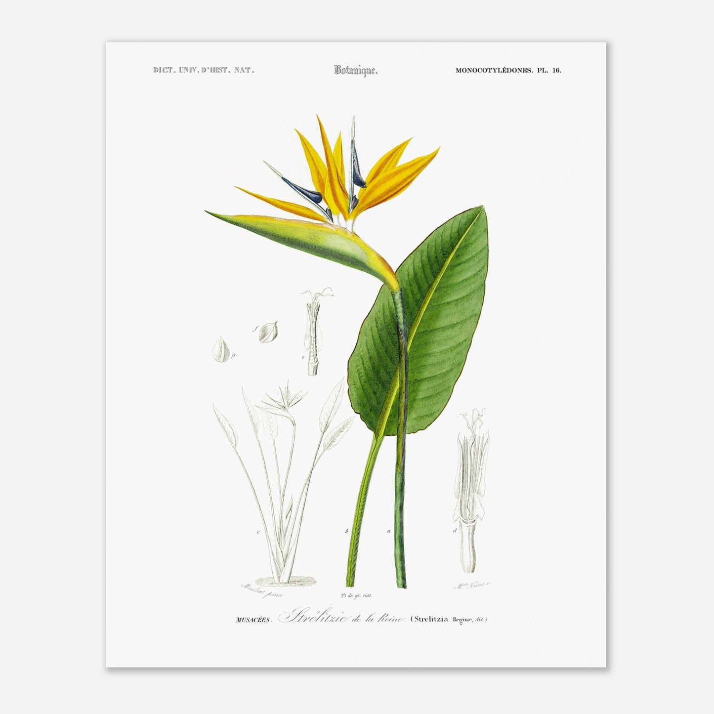 Planche botanique de la Strelitzie de la reine - Charles d'Orbigny (40x50 cm). Planche botanique du Dictionnaire Universel d'Histoire Naturelle de Charles d'Orbigny, illustrant une strelitzie de la reine avec ses détails anatomiques.