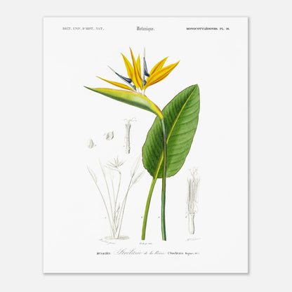 Planche botanique de la Strelitzie de la reine - Charles d'Orbigny (40x50 cm). Planche botanique du Dictionnaire Universel d'Histoire Naturelle de Charles d'Orbigny, illustrant une strelitzie de la reine avec ses détails anatomiques.