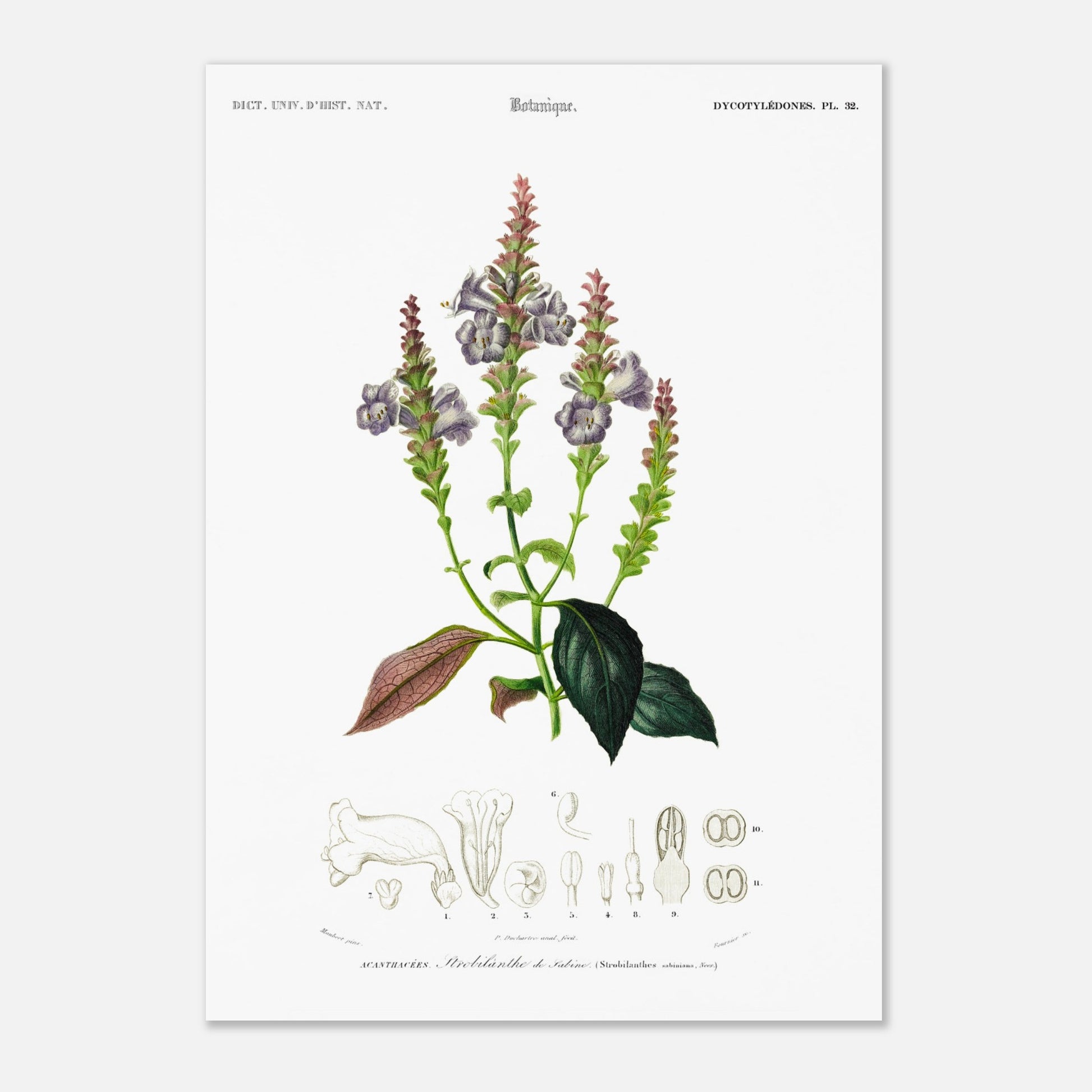 Planche botanique du Strobilanthe de Sabine - Charles d'Orbigny (29,7x42 cm (A3)). Planche botanique ancienne illustrant la plante Strobilanthe de Sabine, avec ses fleurs violettes et ses feuilles vertes et pourpres, accompagnée de dessins détaillés de ses composantes.
