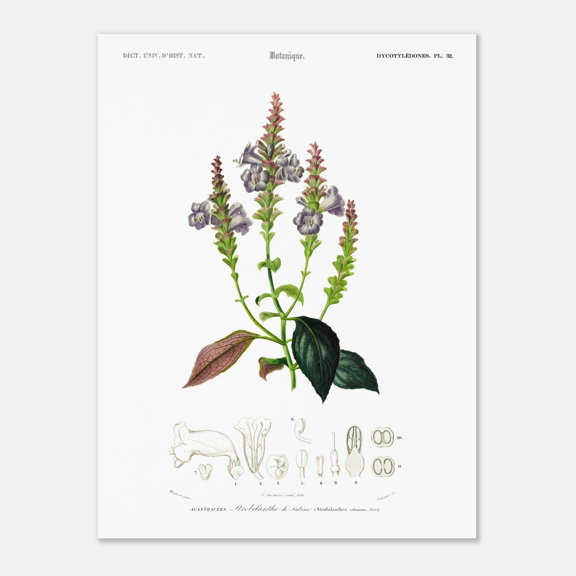 Planche botanique du Strobilanthe de Sabine - Charles d'Orbigny (30x40 cm). Planche botanique ancienne illustrant la plante Strobilanthe de Sabine, avec ses fleurs violettes et ses feuilles vertes et pourpres, accompagnée de dessins détaillés de ses composantes.