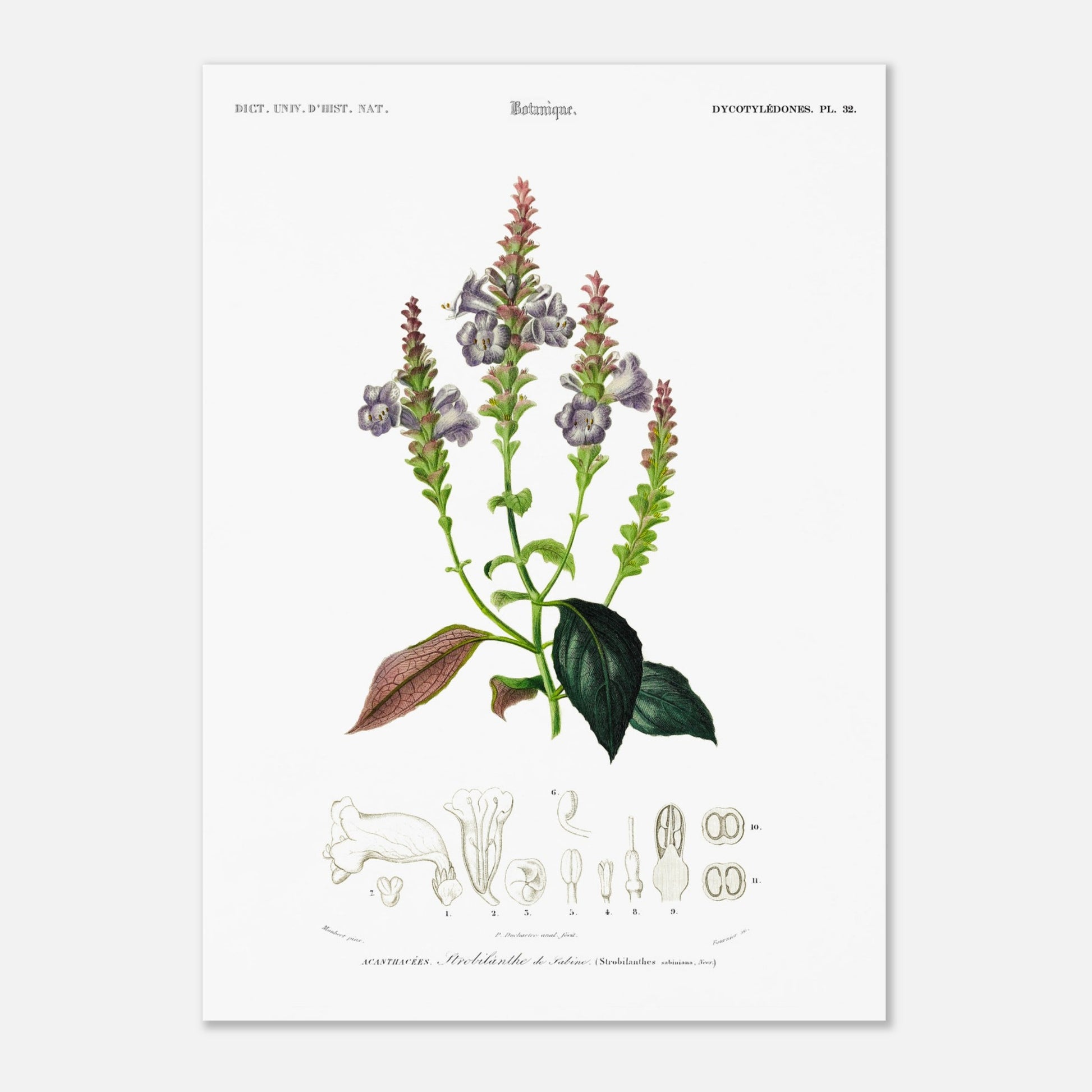 Planche botanique du Strobilanthe de Sabine - Charles d'Orbigny (50x70 cm). Planche botanique ancienne illustrant la plante Strobilanthe de Sabine, avec ses fleurs violettes et ses feuilles vertes et pourpres, accompagnée de dessins détaillés de ses composantes.