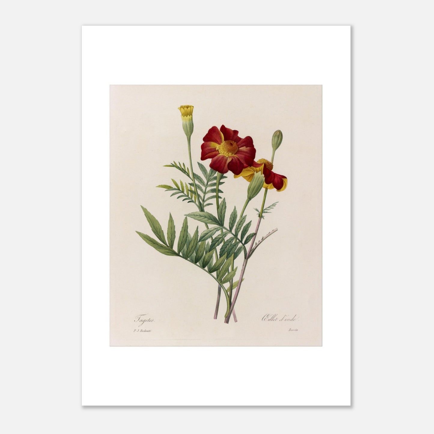 Planche naturaliste de Tagetes (Œillet d'Inde) par Redouté (21x29,7 cm (A4)). Planche botanique ancienne de Tagetes par Pierre-Joseph Redouté, représentant deux fleurs rouges et jaunes et un bouton floral sur fond beige.
