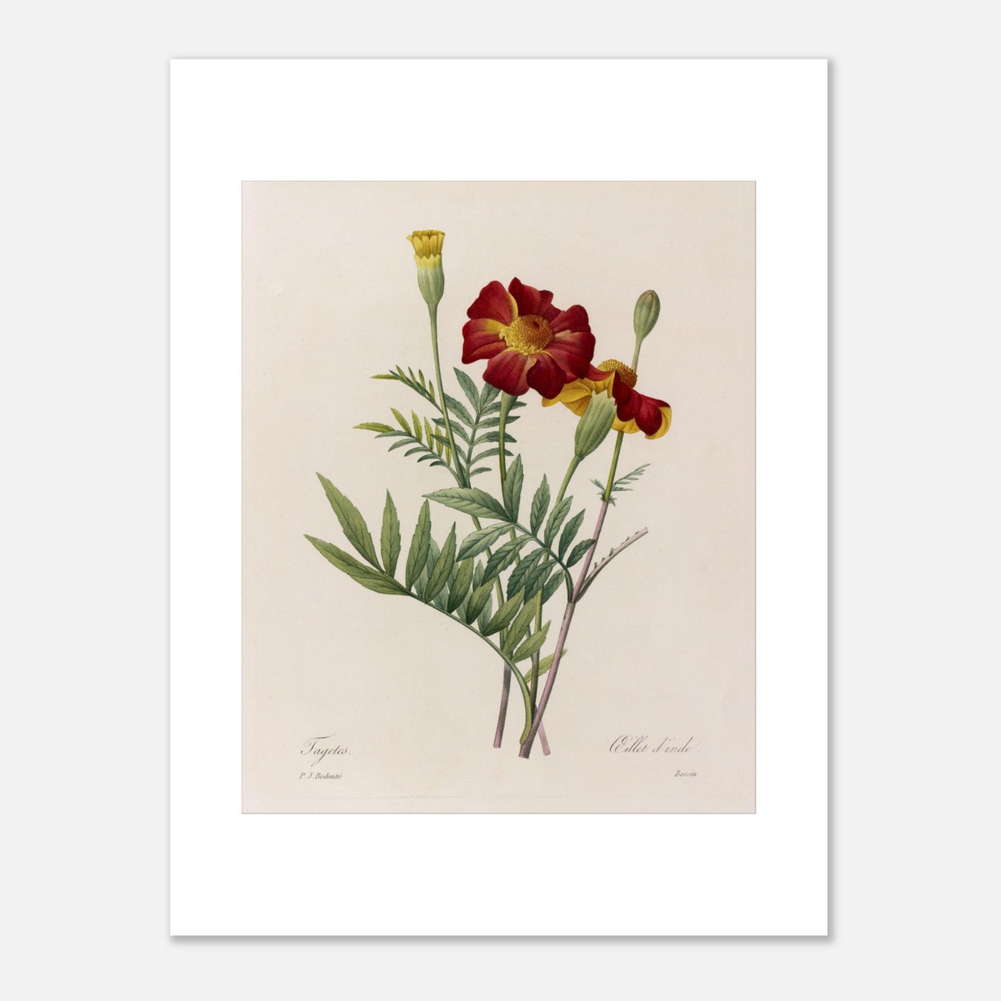 Planche naturaliste de Tagetes (Œillet d'Inde) par Redouté (30x40 cm). Planche botanique ancienne de Tagetes par Pierre-Joseph Redouté, représentant deux fleurs rouges et jaunes et un bouton floral sur fond beige.