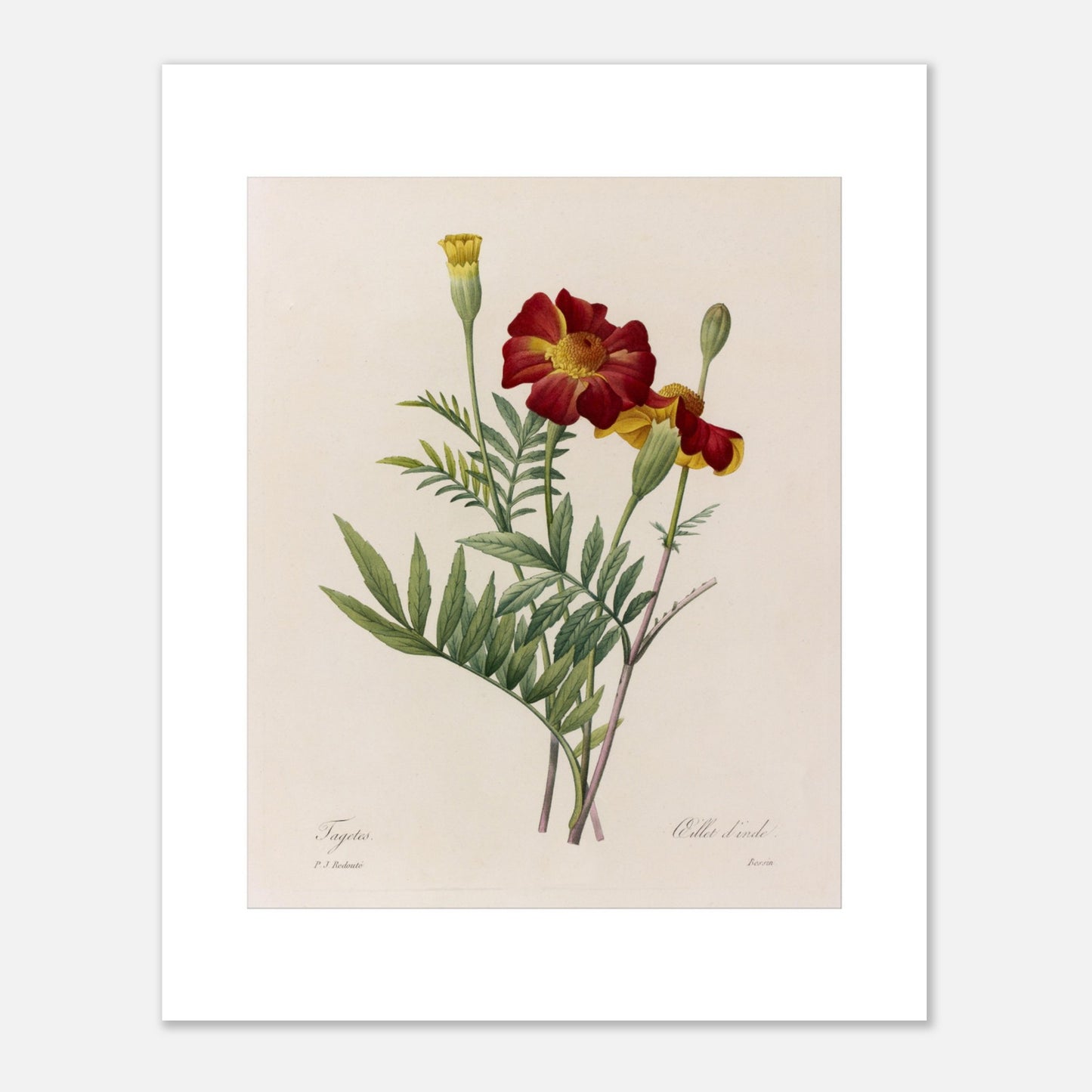 Planche naturaliste de Tagetes (Œillet d'Inde) par Redouté (40x50 cm). Planche botanique ancienne de Tagetes par Pierre-Joseph Redouté, représentant deux fleurs rouges et jaunes et un bouton floral sur fond beige.